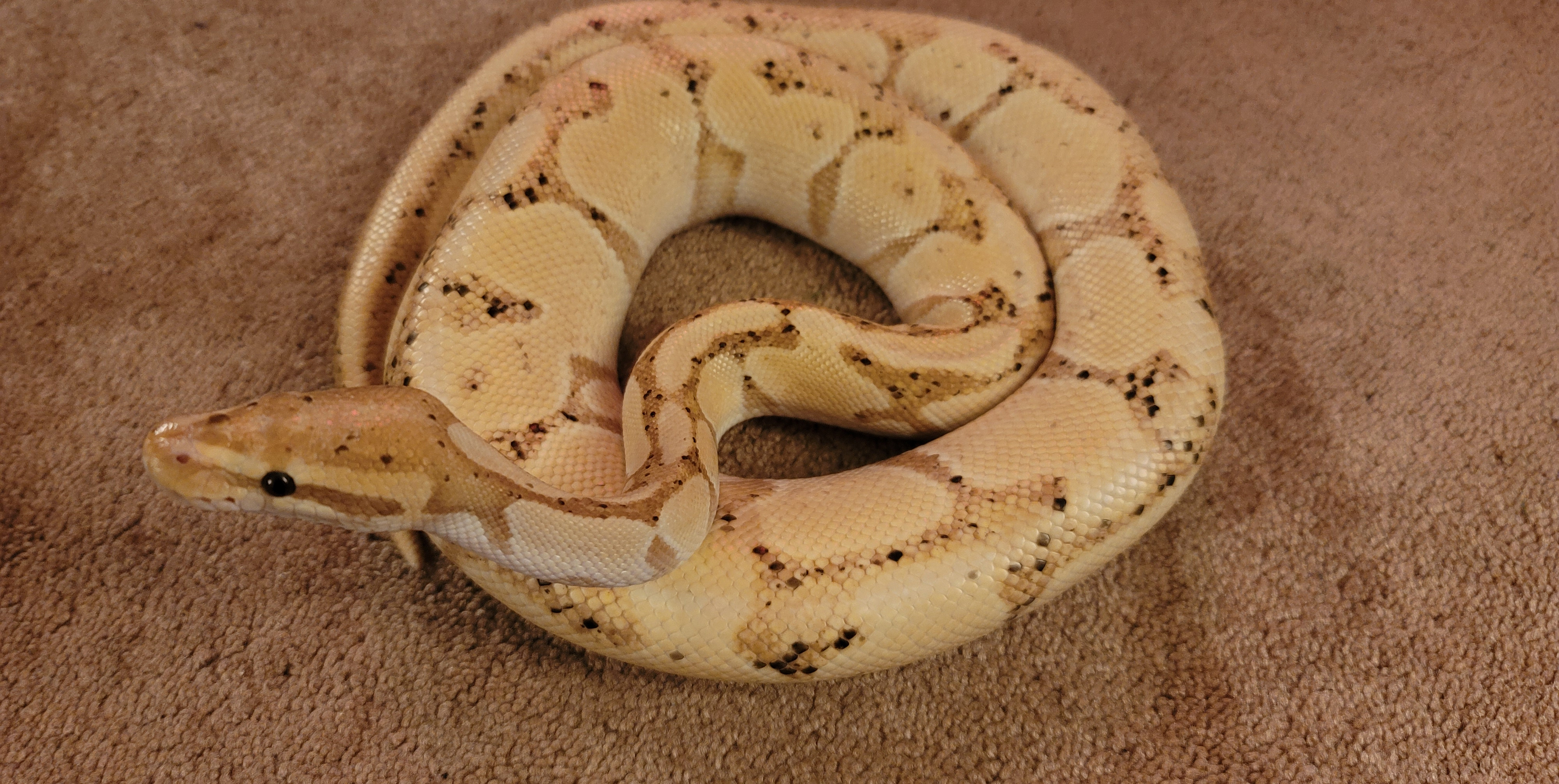 Help a Sick Snake