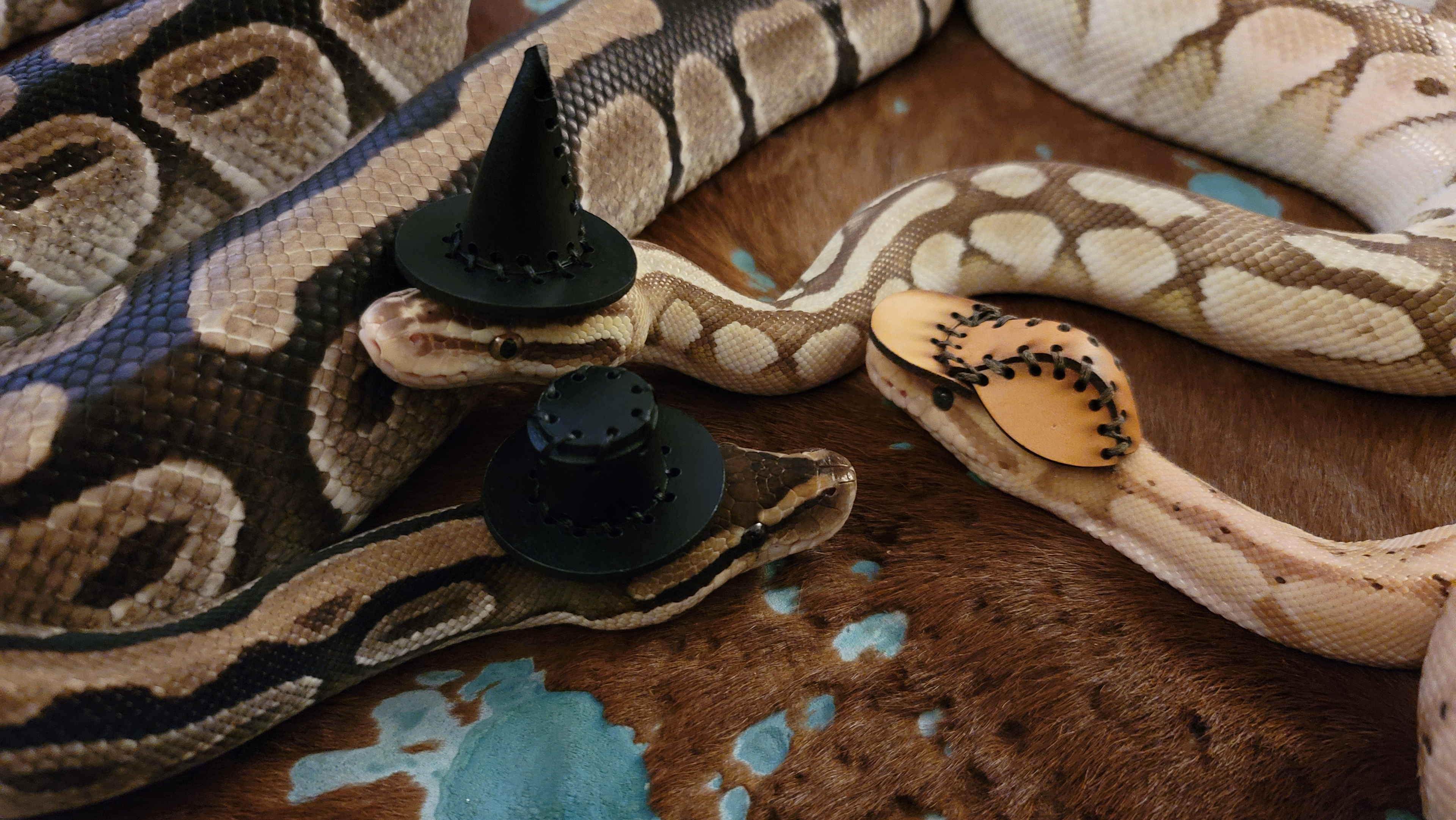 Snakelets and Reptile Accessories